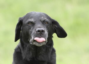 Labrador Retriever Zunge