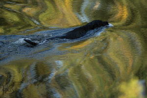 Labrador Retriever im Wasser - Spiegelung